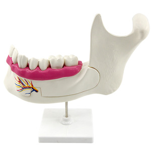 Modèles anatomiques de l'arcade dentaire et des molaires Qinghua : Instruments pédagogiques de biologie pour les collèges et lycées et modèles médicaux - Product Image 4