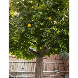 Décoration <span class=keywords><strong>de</strong></span> jardin d'intérieur à la maison Plante artificielle Arbres verts <span class=keywords><strong>en</strong></span> <span class=keywords><strong>pot</strong></span> Arbres fruitiers oranges artificiels - Product Image 3