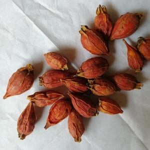 Frutti di Gardenia di Alta Qualità Zhi Zi, Grandi Frutti Naturali Essiccati di Gelsomino Capense, Gardenia Jasminoides Ellis in Vendita - Product Image 6