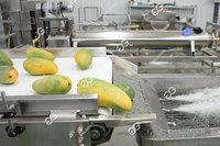 Industriële fruit- en ananasborstel- en wasmachine met lager & motor 380V/220V