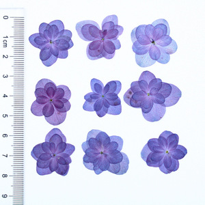Fleurs d'hortensia bleues à double pétale, séchées et pressées, pour la résine, les coques de téléphone, les marque-pages, le scrapbooking et les loisirs créatifs - Product Image 6
