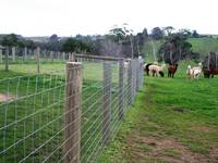 Clôture en fil de fer galvanisé pour ferme et champ, maille métallique pour bétail, chèvres, cerfs, chevaux - Protection durable pour le bétail dans la cour