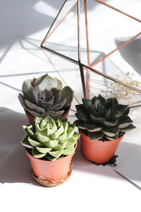 Kit de Terrario Personalizado para Crear tu Propio <span class=keywords><strong>Oasis</strong></span>, Decoración para el Hogar, Ideal para la Sala de Estar, Excelente para Regalos de Inauguración - Product Image 3