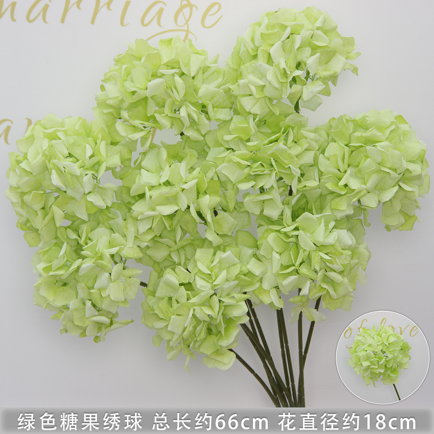 Hortensia bonbon vert