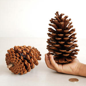 Wood DIY Dried Flower Materials Home <strong>Christmas</strong> Decor 15cm American Pine Cones Window <strong>Decoration</strong> Ornaments - Product Image 2