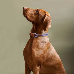 <span class=keywords><strong>Collar</strong></span> de perro de cuero con nailon trenzado a mano de lujo de la mejor calidad suministros para Mascotas Fábrica personalizada diseño OEM entrenamiento cachorro gato collares - Product Image 6
