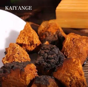 KAIYANGE - Polvo <span class=keywords><strong>de</strong></span> Hongo Chaga Seco Orgánico al por Mayor, Materia Prima <span class=keywords><strong>de</strong></span> Alta Calidad, Hongo Chaga Negro Seco - Product Image 4