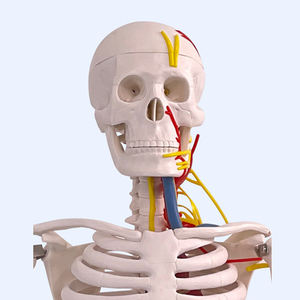 Wissenschaftliches Lehrmittel, 85 cm, das menschliche Skelett, Gefäße und Nerven, Anatomie-Modell, Lehrmittel - Product Image 3