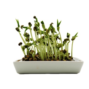 Plato de Cerámica para Germinar, Cuadrado, para Brotes de Frijol Verde y Amarillo, Ecológico y Apto para Familias - Product Image 6