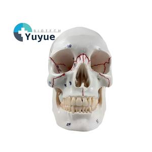 Modelo de Cráneo Blanco con Particiones Funcionales y Etiquetas Numeradas Tipo B - Herramienta Educativa de Anatomía - Product Image 1