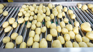 Machine à éplucher les pommes de terre à vis rotative LXTP-3000, machine industrielle de lavage et d'épluchage des pommes de terre, vente directe d'usine - Product Image 4
