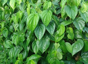 {HOT-SALE} -BETEL FRAIS DE HAUTE QUALITÉ ET DE HAUT NIVEAU/BON PRIX À VENDRE/EXPORTATION DU VIET NAM/100% NATUREL - Product Image 4