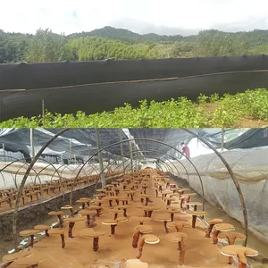 Vital Green China, Extracto de Hongo Reishi (Ganoderma Lucidum) Orgánico en Polvo, 10% Polisacáridos - Product Image 2