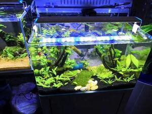 ชุดอุปกรณ์เริ่มต้นตู้ปลาขนาดเล็กตั้งโต๊ะที่สวยงามตู้ปลาพร้อมไฟ LED ทรงสี่เหลี่ยมผืนผ้าสำหรับใช้ในบ้านและปลากัดทอง - Product Image 3