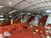 Automatische Chili-droger - Voedselveilige roestvrijstalen gaasbanddroger met PLC-besturingssysteem, hoge vermogens 18kW voedselverwerkingsapparatuur