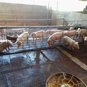 Maille tissée en acier inoxydable Zhihang 304 316L pour l'élevage de porcs, maille gaufrée pour litière, filet tissé à longs trous en fil de fer pour l'aquaculture - Product Image 2