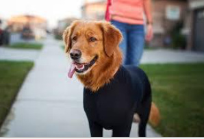 Ropa elástica de cuerpo completo para mascotas, para otoño e invierno, para perros medianos y grandes, gatos, capa base elástica, suministros de ropa para mascotas - Product Image 5