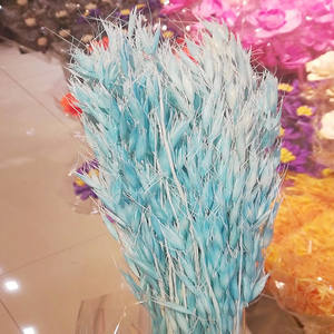 L06528 naturel réel séché avoine herbe naturel <span class=keywords><strong>lin</strong></span> doré gousses fleurs sec blé Grains Avena avoine séché Avena avoine - Product Image 6