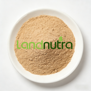 壁を破ったチャガ茸エキス 食品・サプリメント用 チャガ茸パウダー - Product Image 6