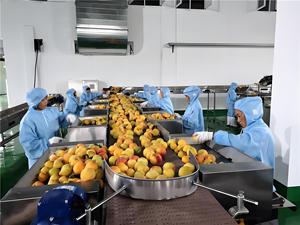 Solución Integral para Proyectos de Almacenes de Cadena de Frío: Centro de Distribución y Procesamiento de Carne con Caja de Cambios Automática, Solución Llave en Mano - Product Image 4