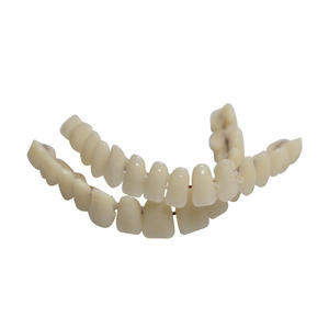 Modèles de dents artificielles en plastique à double rangée, très demandés pour le commerce électronique transfrontalier, équipement d'enseignement et de thérapie bucco-dentaire, accessoire - Product Image 1