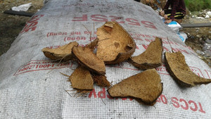 เปลือกมะพร้าวตากแห้งของ2024สำหรับทำถ่าน-ขายส่ง - Product Image 4