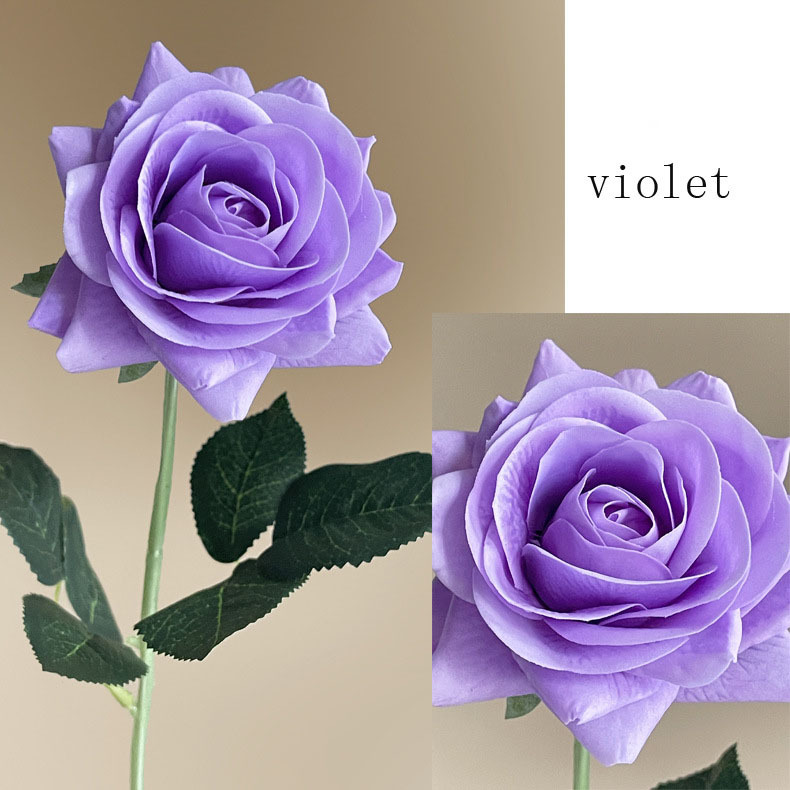 Viola
