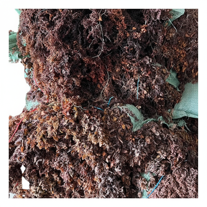 Algues sargasses vietnamiennes de haute qualité/sargasses séchées à bon prix du fournisseur du Viet Nam - Product Image 1