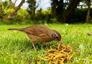 100% Natuurlijke Gele Meelwormen Biologisch OEM Merk Gedroogde Broodwormen voor Vogels Siervisjes Schildpadden Vlees Materiaal Groothandel Vogelvoer - Product Image 3