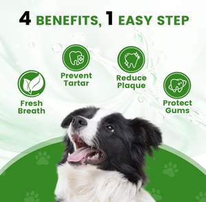 Ambientador de aliento para perros OEM/ODM para limpieza de dientes, aditivo de agua dental enzimático para perros, refresca el aliento y reduce el suplemento de sarro - Product Image 3