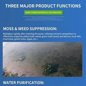100 Mil Millones de Unidades de Polvo de Control de Esporas para Cultivo de Pepino de Mar, Gran Cantidad Disponible, Descuentos por Compra al por Mayor - Product Image 2