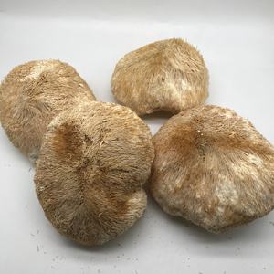 Champignons Hericium Erinaceus séchés Champignons crinière de <span class=keywords><strong>lion</strong></span> entiers séchés 8-10 cm Herbe en vrac - Product Image 4