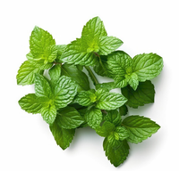 Extrait de menthe naturelle en vrac, cristal de menthol, qualité alimentaire, matière première industrielle
