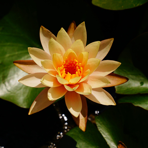 Nymphaea 'La Luna' - Pianta Acquatica Adatta per Laghetti <span class=keywords><strong>da</strong></span> Giardino e Serre - Ninfea 'La Luna' - Product Image 2