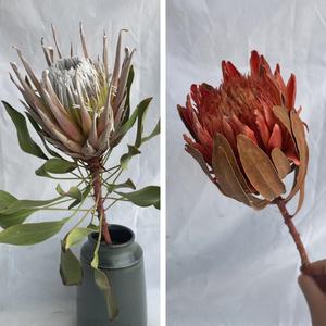 Flores secas DIY con materiales multicolores Protea en stock al por mayor a bajo <span class=keywords><strong>precio</strong></span> - Product Image 5