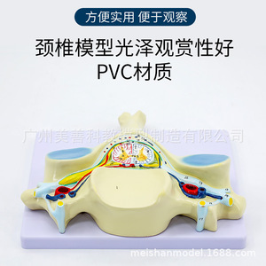 Modèle d'agrandissement de la moelle épinière et des nerfs rachidiens de la cinquième vertèbre cervicale humaine ; section transversale anatomique de la vertèbre cervicale - Product Image 2