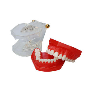 Maniquí de Enseñanza Dental, Modelo de Dientes de Resina Desmontable de Boca Completa para Educación en la Cavidad Bucal y Simulación de Práctica de Extracción - Product Image 1