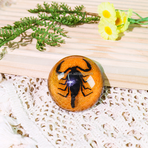 Insecto resina artesanía pisapapeles insecto resina espécimen juguete Real insecto espécimen artesanía acrílico pisapapeles regalos - Product Image 3