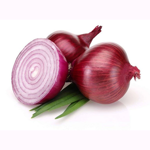 Oignon rouge de Bombay de la marque Moon Star, polliné en libre accès, pour la production et la distribution à grande échelle de légumes commerciaux - Product Image 1