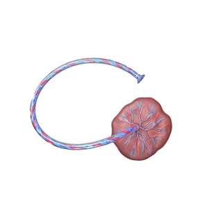 Model Pengajaran Medis Bayi dengan Tali Pusar dan Plasenta - Product Image 3