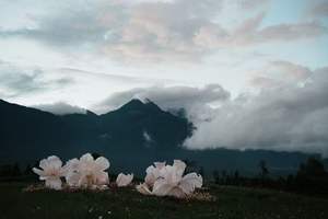 Toile de fond de mariage décor grande fleur <span class=keywords><strong>en</strong></span> papier ensemble tissu <span class=keywords><strong>organza</strong></span> artificiel fleurs géantes pour vitrine - Product Image 6