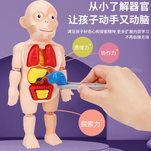 Identificación de 3 meses, uzzle no es un modelo educativo de órgano humano. - Product Image 4