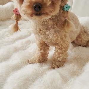 <span class=keywords><strong>Plus</strong></span> Faux Fur Grey Rabbit Fur Funda impermeable para cama de perro Manta para mascotas con parte trasera antideslizante para muebles Cama Sofá para perros y gatos - Product Image 3