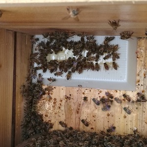 Nouvel abreuvoir d'apiculture pour alimentation à l'intérieur du ruche, mangeoire en plastique pour miel et <span class=keywords><strong>sucre</strong></span>, outil d'apiculture, fournitures pour apiculteurs - Product Image 5