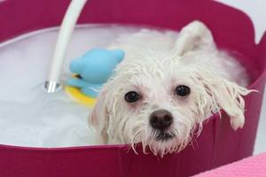 חיות מחמד מיקרו ננו בועת ספא מכונה גז נוזלי ערבוב משאבת אוזון גז נוזלי ערבוב - Product Image 5