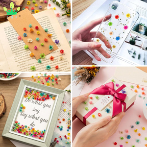 Piccoli fiori secchi per l'artigianato Mini <span class=keywords><strong>margherita</strong></span> naturale fiori veri alla rinfusa per gioielli fai da te <span class=keywords><strong>orecchini</strong></span> epossidici stampi candele sapone fare - Product Image 2