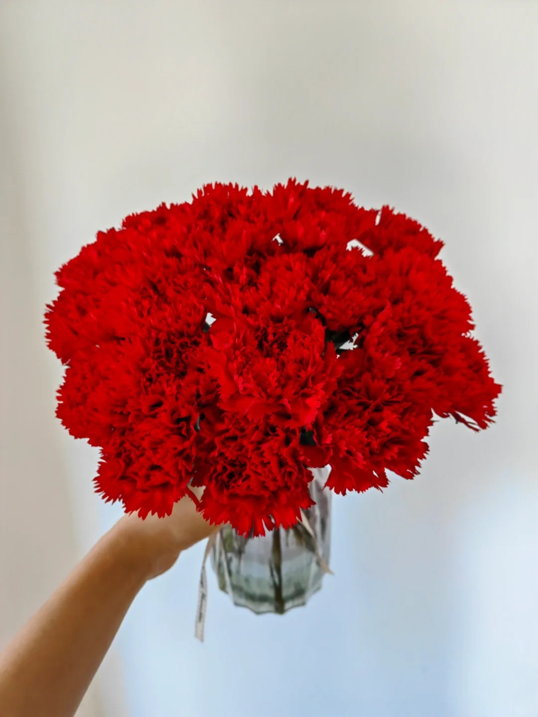 Oeillets rouges kang à une tête-18-20 tiges