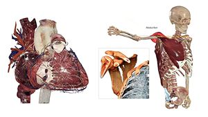 Mesa de Disección Humana Virtual 3D de Alta Resolución, un Dispositivo de Enseñanza de Disección Médica de Nueva Generación, Hecho a Medida - Product Image 6