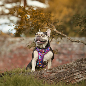 <span class=keywords><strong>Harness</strong></span> Anjing Anti Tarik Tahan Lama dengan Reflektor, Model Step-In untuk Kenyamanan & Kontrol Maksimal - Product Image 4