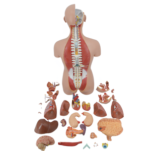 Grand torse sexuel double de 85cm, 27 parties du corps <span class=keywords><strong>humain</strong></span> naturel, modèle anatomique en PVC pour l'enseignement médical, coffre de luxe à <span class=keywords><strong>dos</strong></span> ouvert - Product Image 3